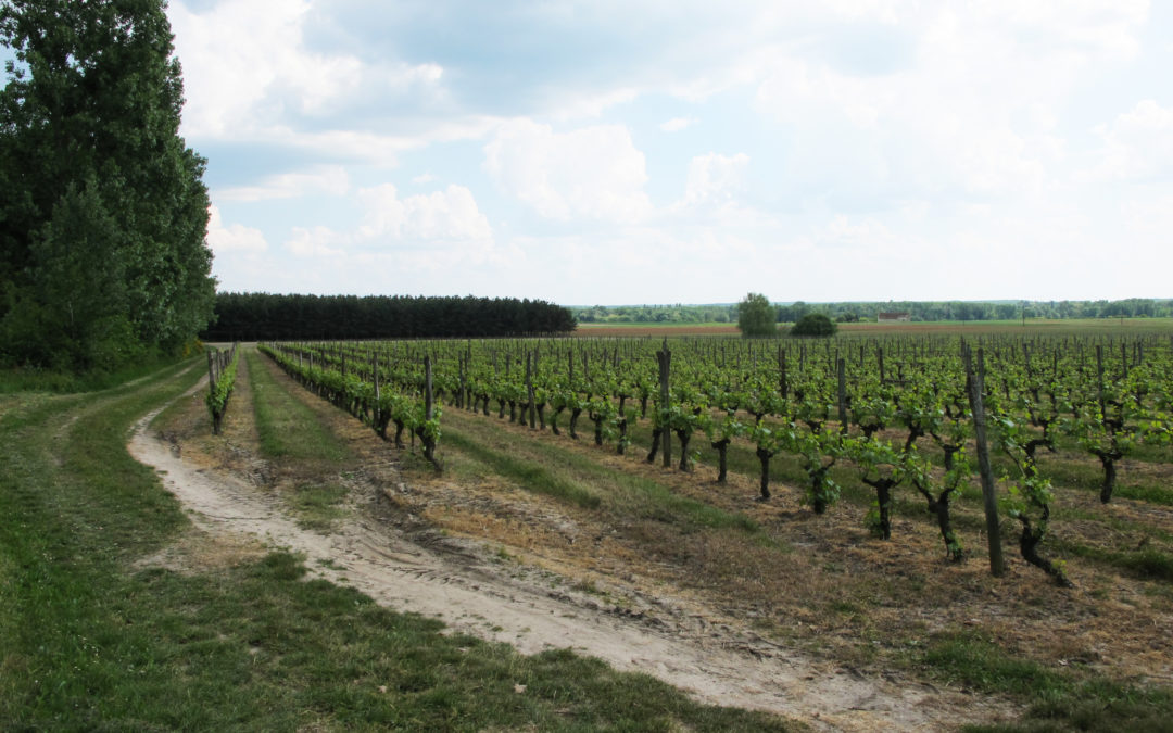 Feuilles vives de l’école du paysage #5 – Les pratiques du paysage viticole, une lente restructuration ? À partir d’un domaine viticole…