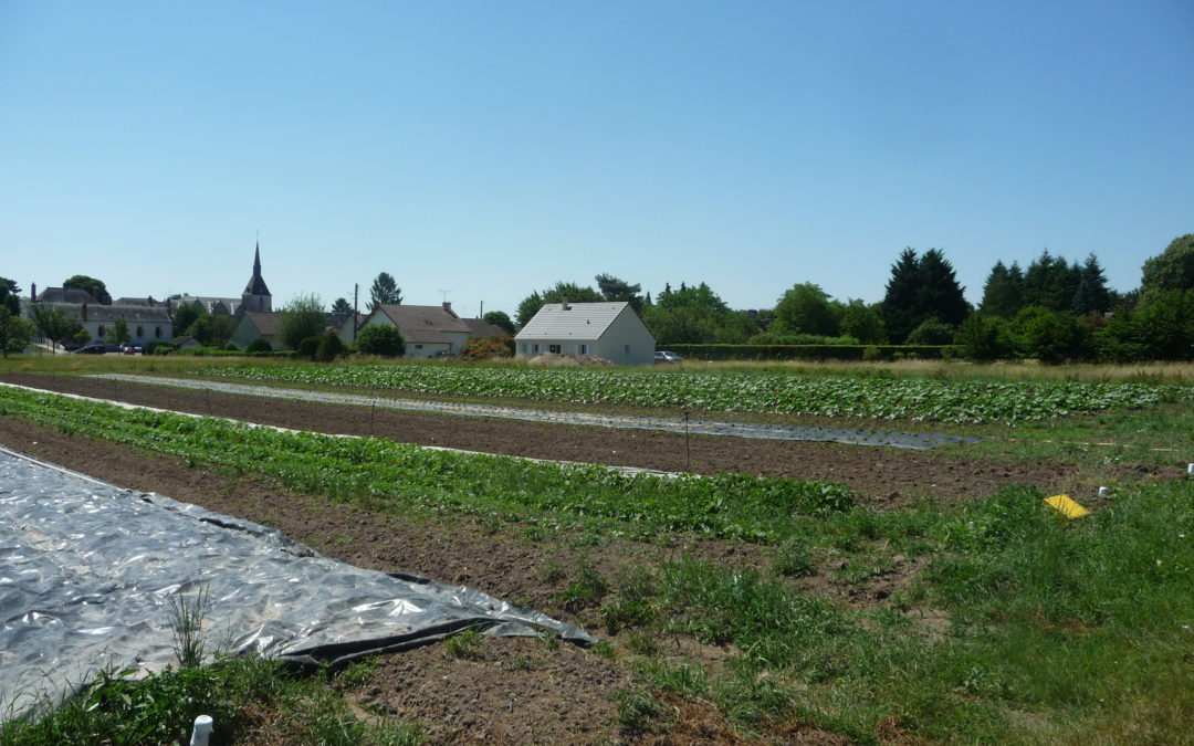 Feuilles vives de l’école du paysage #9 – Une ferme maraîchère devenue périurbaine ? L’évolution rapide d’un paysage et d’une activité ancestrale