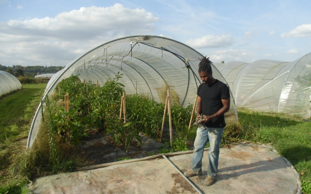 Le porteur de projet Ary Régent devant un tunnel d'aubergines et de poivrons à l'espace-test des Prés d'Amont. Crédit photo : Nicolas Patissier pour Studio Zef