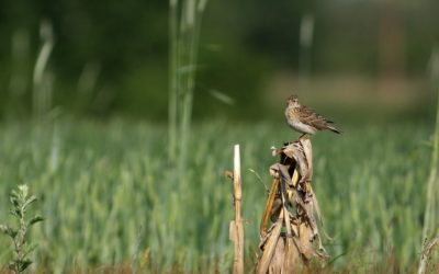 Feuilles vives #22 – « Les oiseaux de nos fermes et de nos vignobles », messagers de la relation ville-campagne