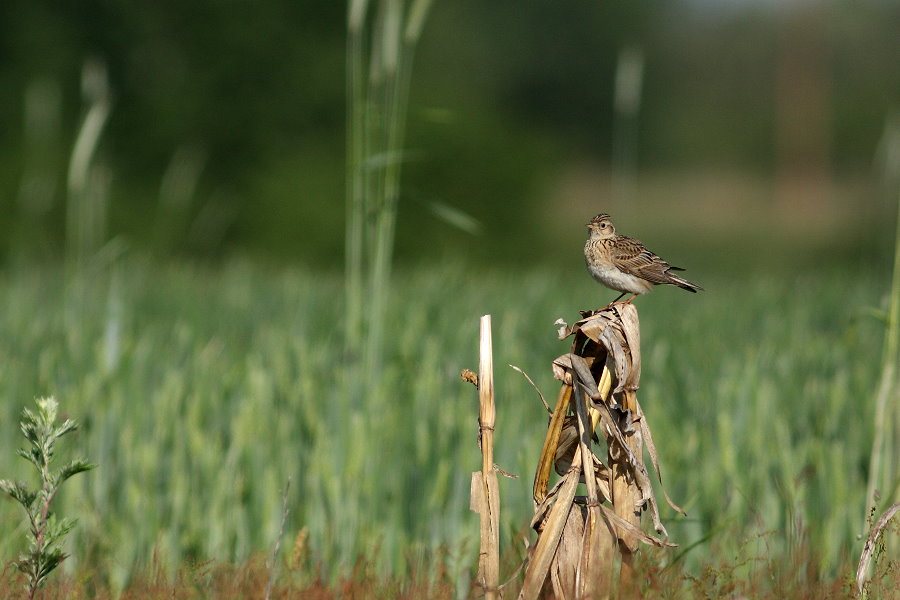 Alouette des champs sur paille de maïs. Crédits photo : Marcin Moga, Creative Commons 2.0