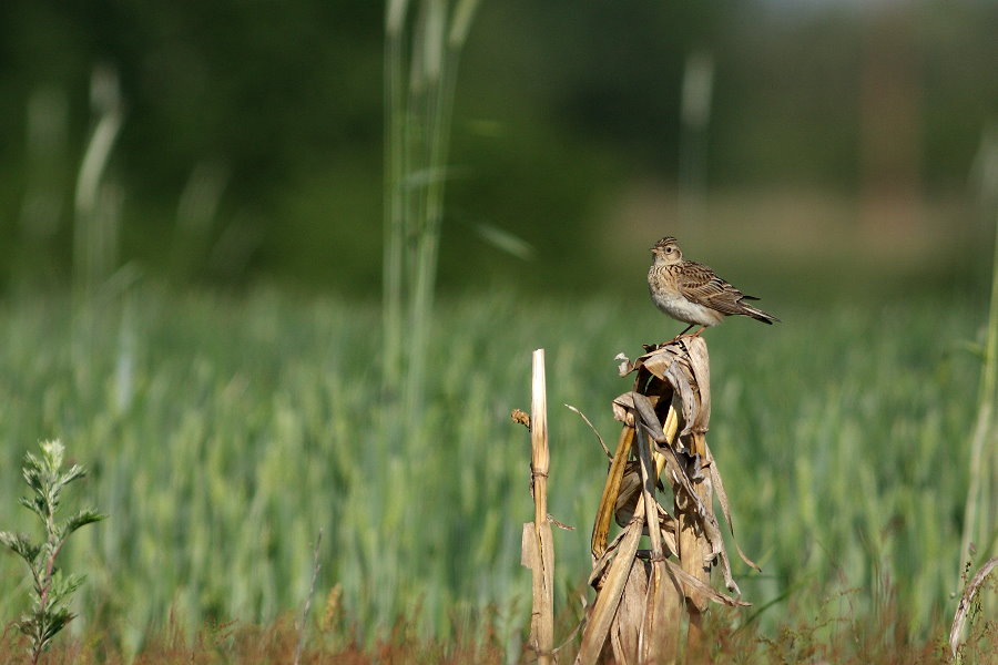 Feuilles vives #22 – « Les oiseaux de nos fermes et de nos vignobles », messagers de la relation ville-campagne