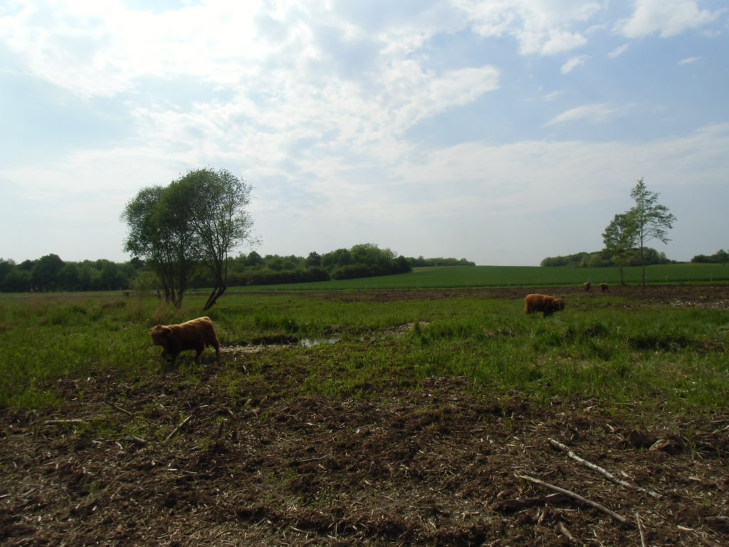 Vaches pâturant la zone humide du moulin Chalot à Averdon. Crédits photo : Nicolas Patissier pour Studio Zef