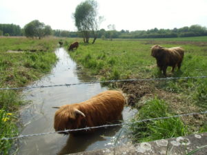 Les vaches Highland aiment être les pieds dans l'eau, et savent même nager ! Crédits photo : Nicolas Patissier pour Studio Zef